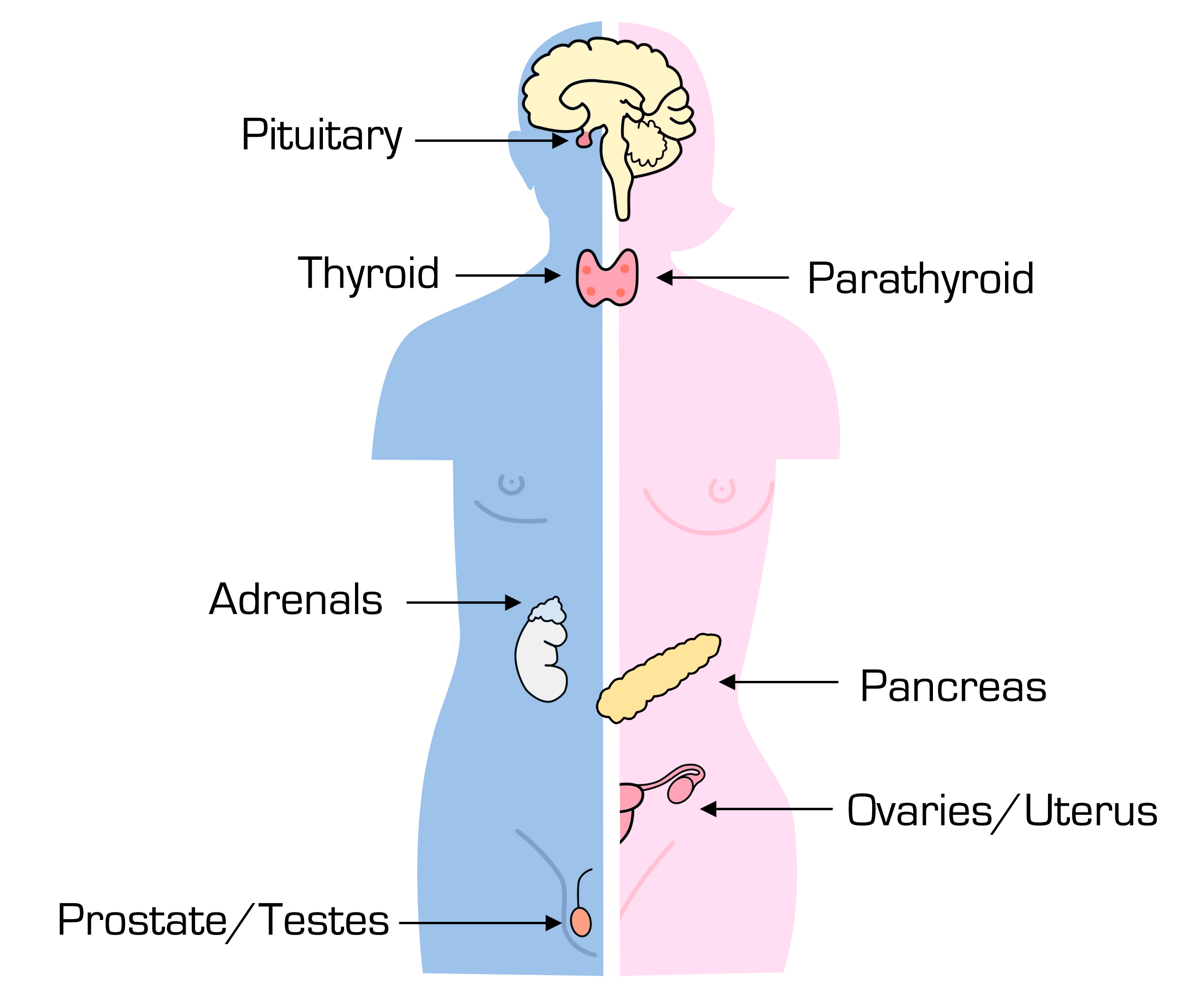 endocrine system diagram for kids unlabeled